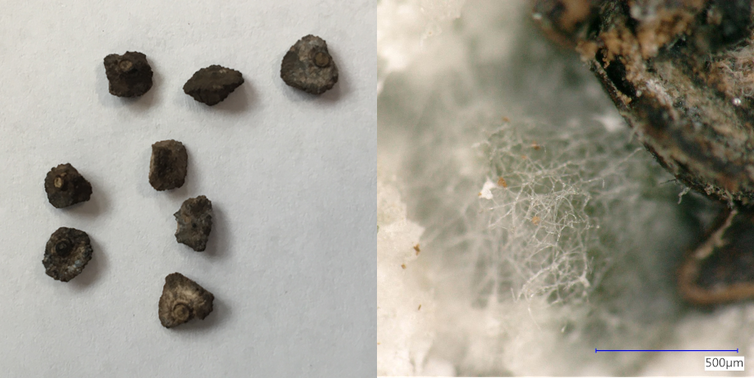 Wild banana seeds and closeup of fungi growing inside