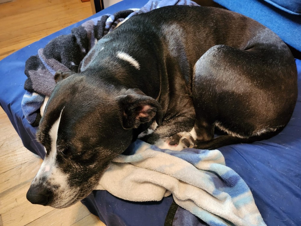 A dog sleeping on a bed