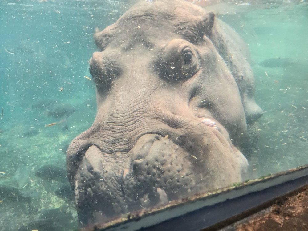 A hippo head peeking through a window