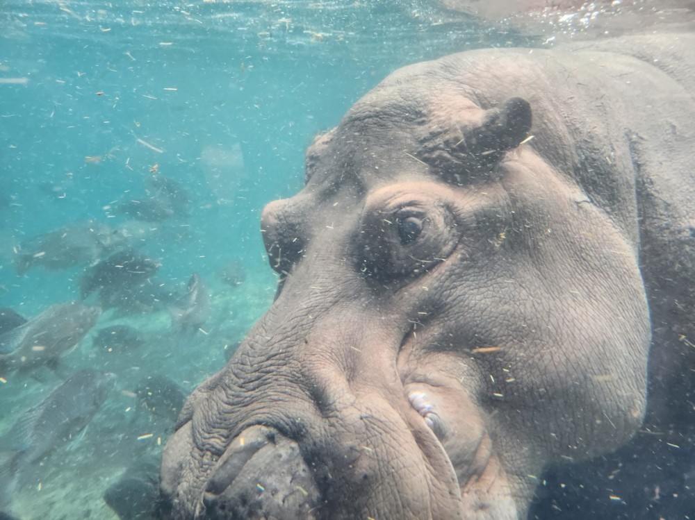 A hippo looking away from the camera