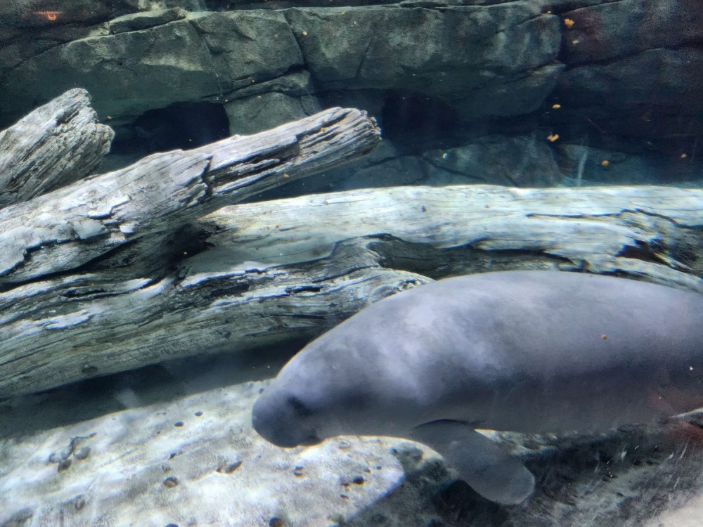 A manatee swimming in a tank