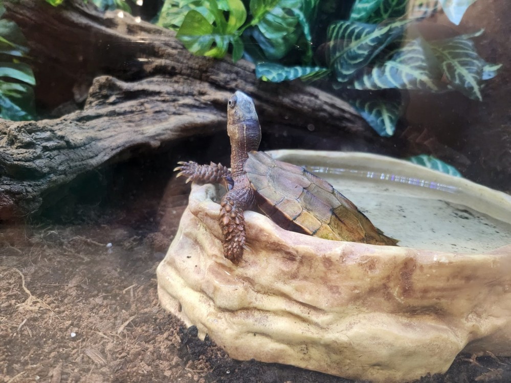 A turtle in a dish