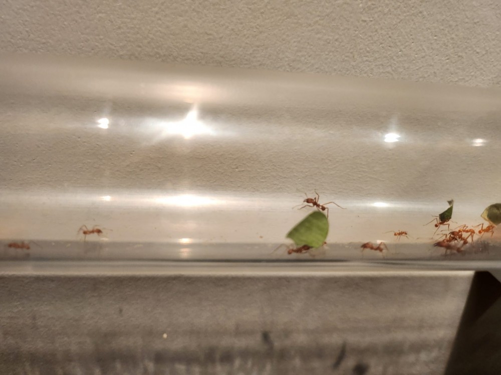 An ant carrying a very large leaf