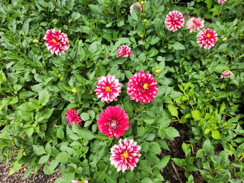 Red flowers in a valley