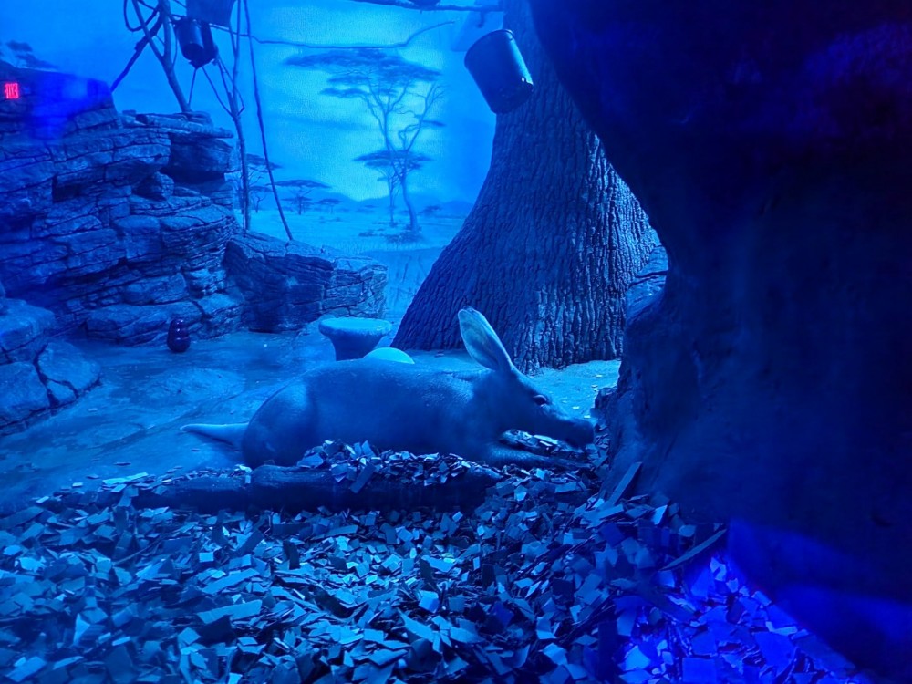 An aardvark in a deep blue habitat